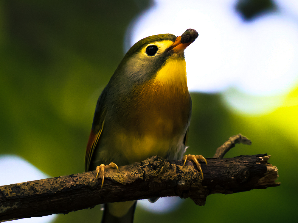 Red-billed leiothrix image